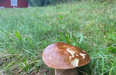 Forest house - Foto 30