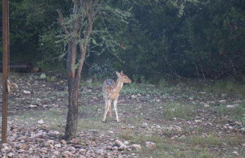 Nueces River Cabins-Elm Cabin - Foto 10