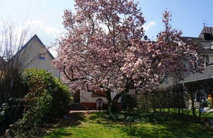 Ferienhaus MagnoliAhr - Foto 19