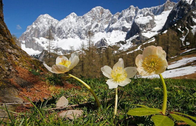 Meine Heimat - Foto 42