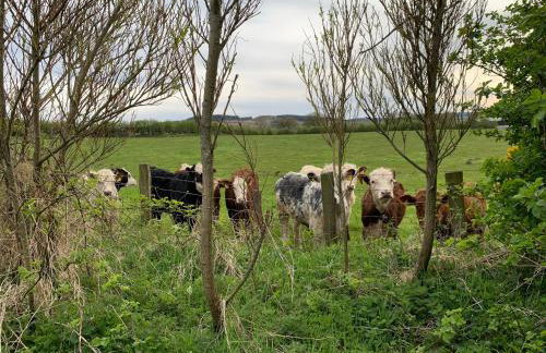 Creative Art Cabin, Causeway Coast, beach 10 mins - Foto 13