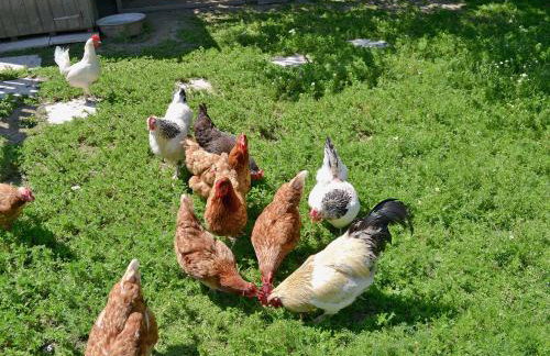 Apple Cottage - 27442 - Foto 12