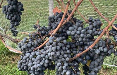 Tenuta Bergamaschi - Foto 43