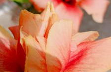 CortijoRamon - Foto 48