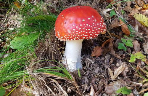 Apartment Bär by Interhome - Foto 76