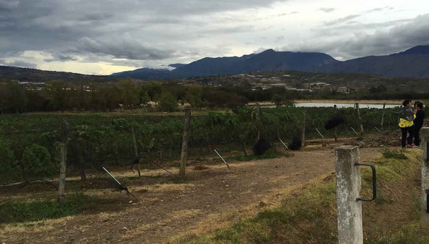 Visit to the Marques Villa de Leyva Vineyard - Foto 3