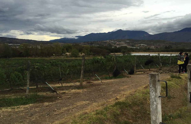 Visit to the Marques Villa de Leyva Vineyard - Foto 3