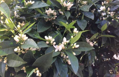 Lemon tree's house - Foto 43