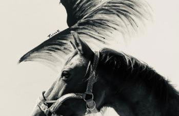 Gîtes Equestres Lou Caloun - Les Saintes Maries de la Mer - Foto 1