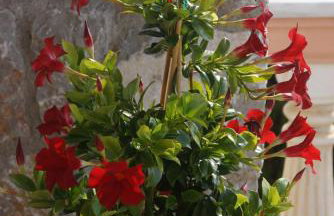 Villa Desiree - Foto 62