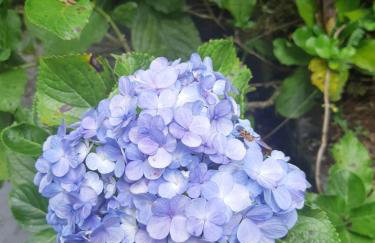 Sítio Bosque Magico - Foto 23