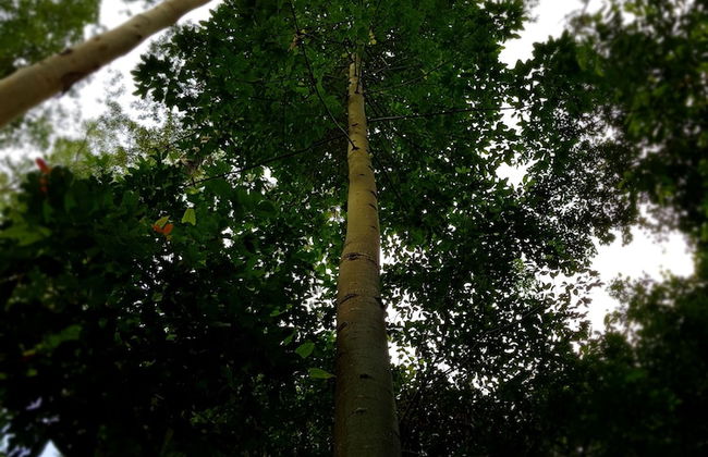 Carawirry Forest Escape - Foto 63