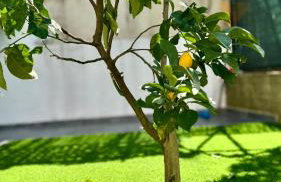 LĀr - the Hidden Gem - Foto 30