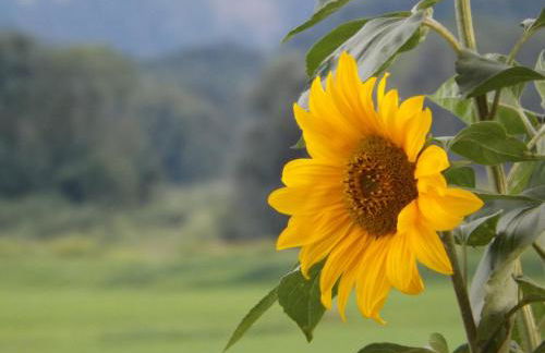 Landhaus Brockhaus - Foto 36