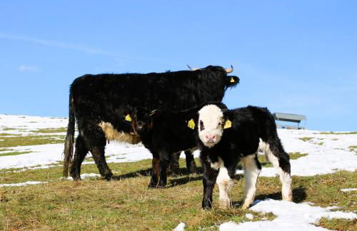 Sigmundenhof Schonach - Foto 46