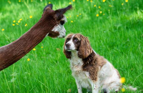 Alpaca Fold - Foto 21