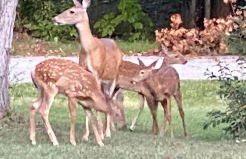 Private Oasis Near Lake Michigan & Warren Dunes! - Foto 34