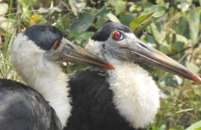 wilpattu Tree House - Foto 9