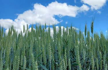 Le Aromatiche, appartamento in cascina con giardino - Foto 21