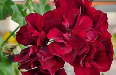 Sítio com Casa de Madeira com 2 quartos 100m2 px Centro de Salesópolis - Foto 39