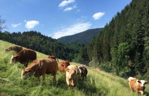 Springhansenhof - Foto 32