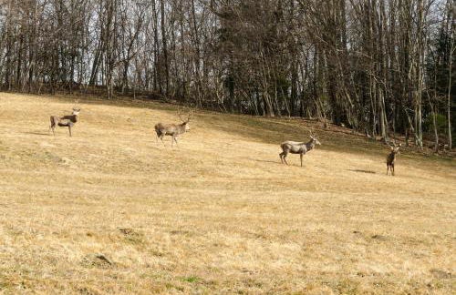 La Risorta - Foto 10