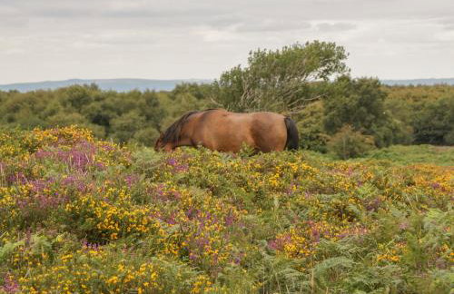 Flora's Barn - Foto 42