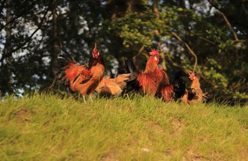 Ferienhof Ostarle - Foto 56