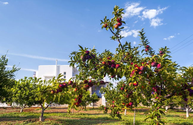 Villa Dionysus - Foto 32