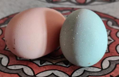 L'Hortet del iaio - Foto 53