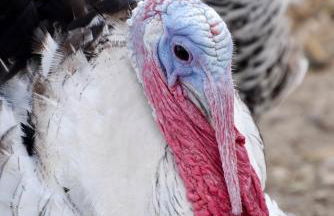 Gite 1er Cru - La Loubertine - Foto 26