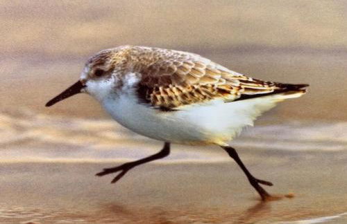 Ferienwohnung Leevke - Foto 12