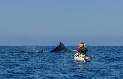 The Pineapple Express Hot Tub Volcano 65 Mi Away - Foto 14