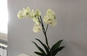 La Pineta Santa Maria Maggiore Locazione Turistica - Foto 21