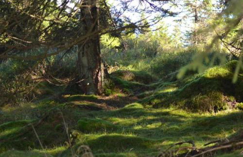 Ferienwohnung in Wildemann - Foto 20