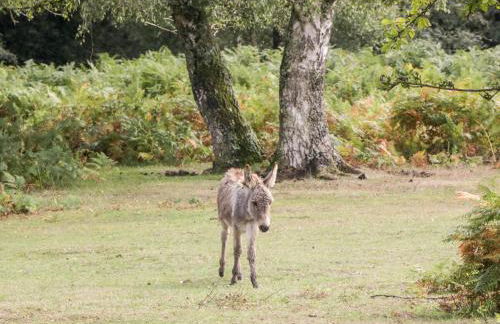 Oakapple Cottage - Photo 42