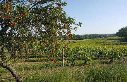 L'âtre de l'Abeilloire - Foto 21