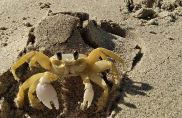 Varanda Suspensa em São Sebastião. - Foto 15