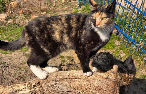 La petite ferme de Fine - Photo 6