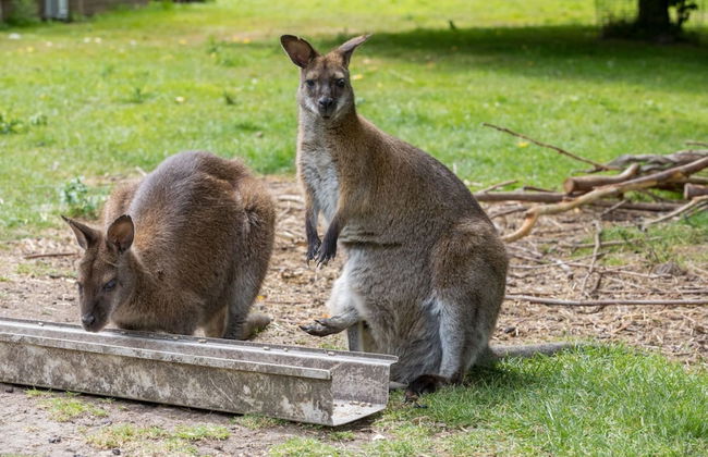Tiny House in Zeeland Near Oranjezon Dunes - Photo 18