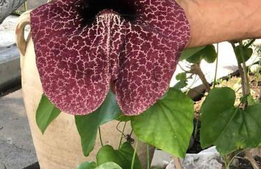 Holiday Maison Villa Arci - Foto 73