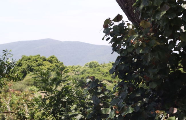 Bosque Geométrico - Foto 43