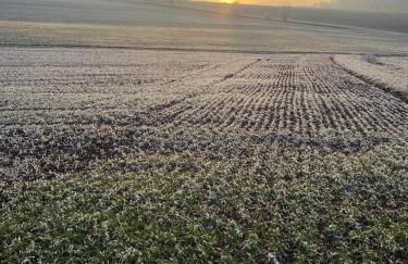 Mauersegler - Foto 13