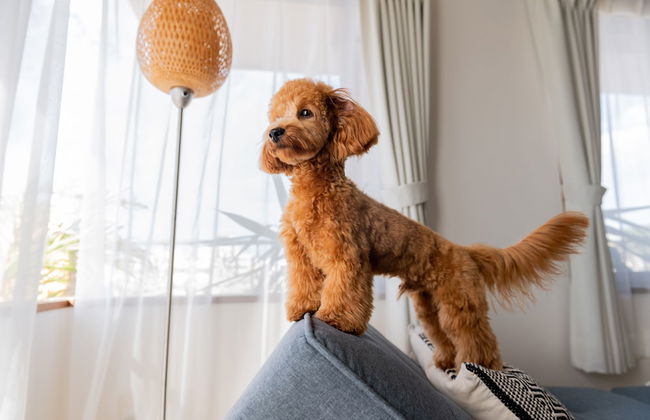 Little Santa - Foto 51