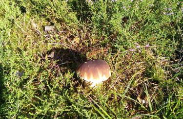 Spreewaldhäuser Golinski mit Kamin am Neuendorfer See - Foto 38