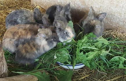 Appartements Schusterhof - Foto 6