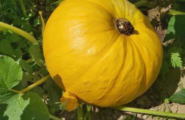 SO MAGIC - La casa nel bosco - Foto 48