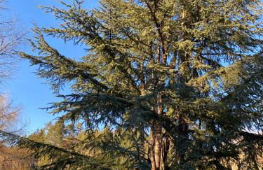 Le Courancon - Foto 10