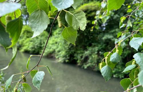 kukione Ferienwohnung - Foto 45