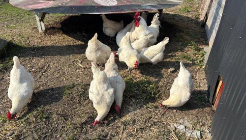 Ferienhaus Spielburg - Foto 5